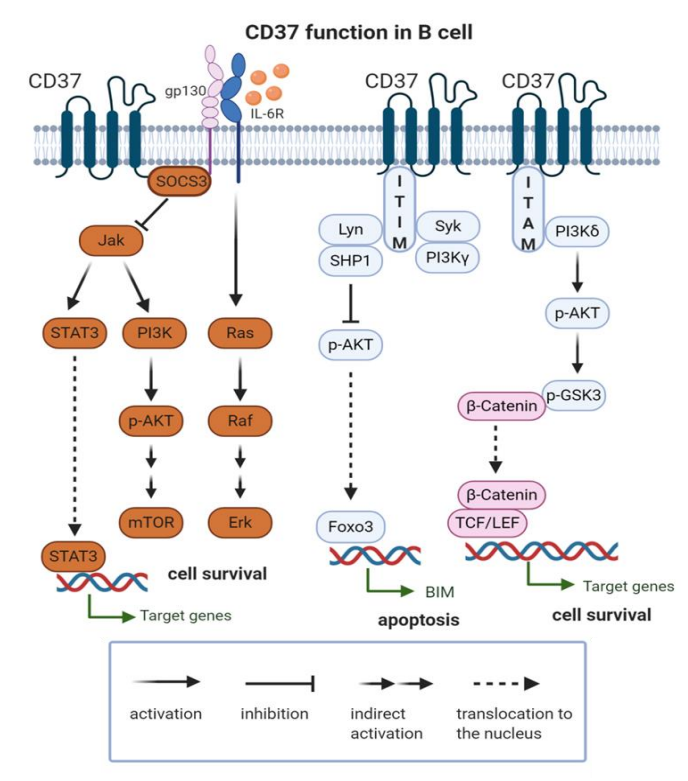 治疗急性髓细胞性白血病的新靶点--CD37