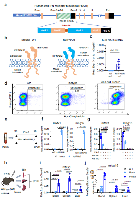 文献解读 | 干扰素刺激了HBV感染人源化小鼠模型的免疫谱变化