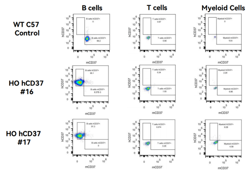 治疗急性髓细胞性白血病的新靶点--CD37