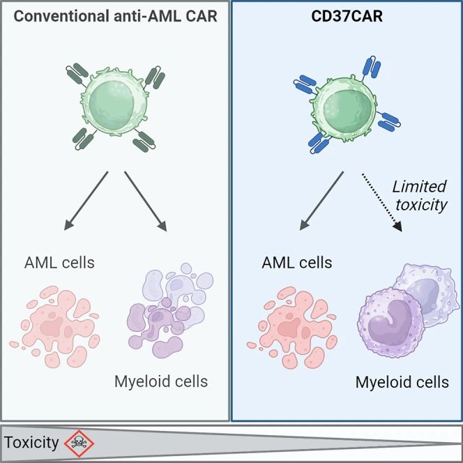治疗急性髓细胞性白血病的新靶点--CD37