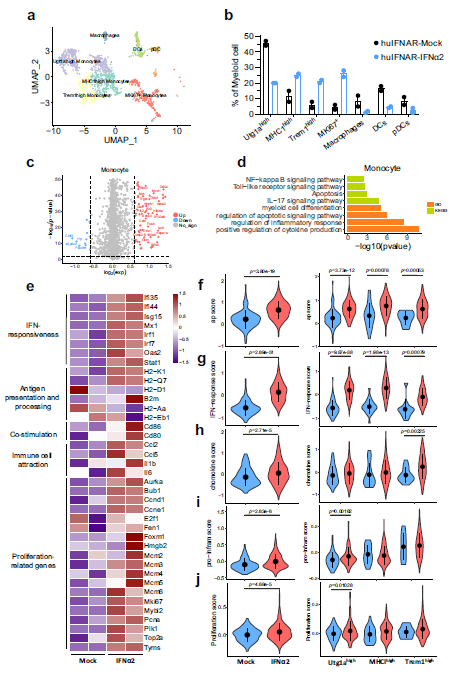 文献解读 | 干扰素刺激了HBV感染人源化小鼠模型的免疫谱变化