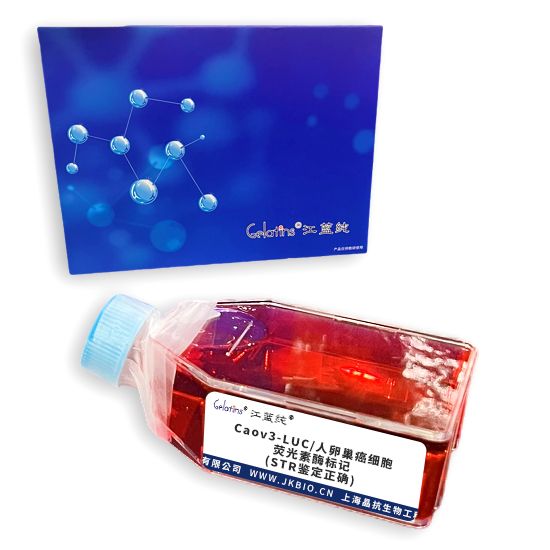 Caov3-LUC/人卵巢癌细胞-荧光素酶标记