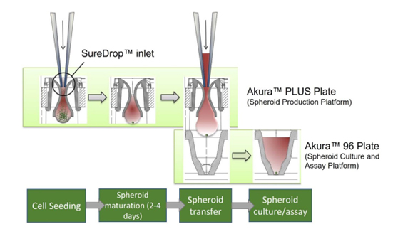 瑞士insphero 公司3D细胞悬滴培养板
