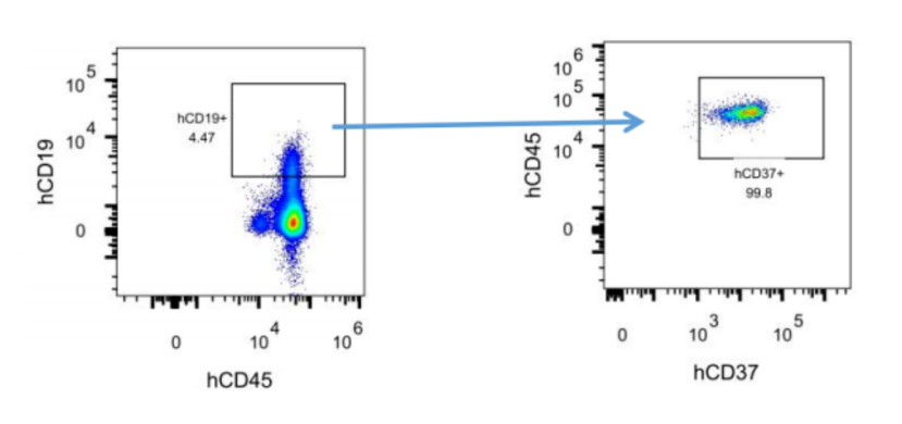 治疗急性髓细胞性白血病的新靶点--CD37