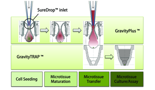 瑞士insphero 公司3D细胞悬滴培养板