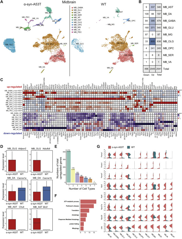文献解读 | 帕金森病小鼠模型脑单细胞图谱