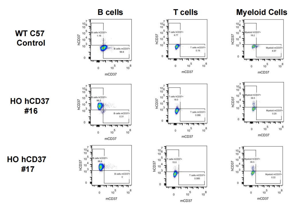 治疗急性髓细胞性白血病的新靶点--CD37