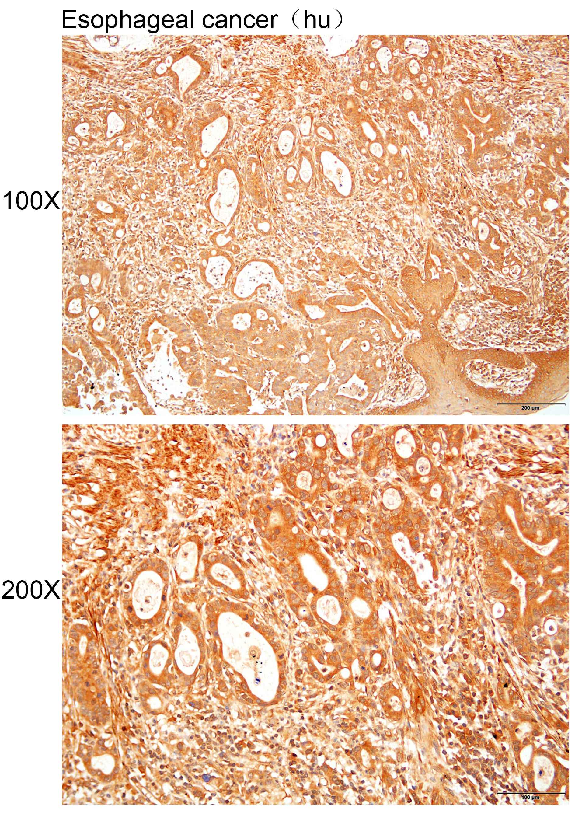 Anti-CENPM Polyclonal Antibody