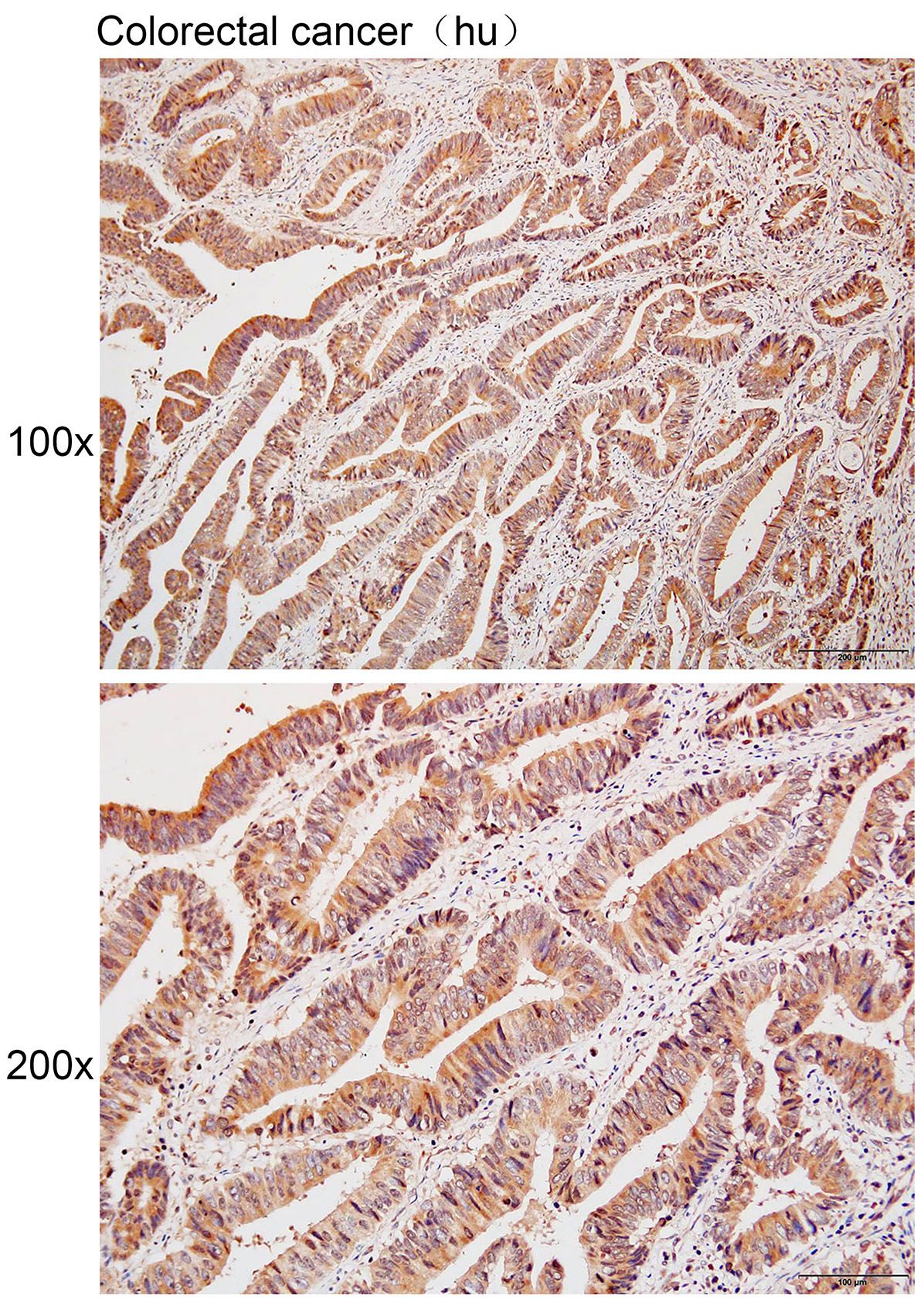 Anti-CENPL Polyclonal Antibody