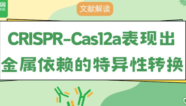 【文献解读】CRISPR-Cas12a表现出金属依赖的特异性转换