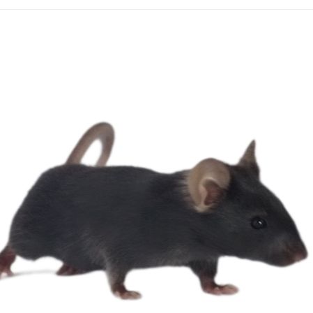 Aldh1L1-Cre-GFP小鼠