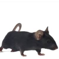 Aldh1L1-Cre-GFP小鼠