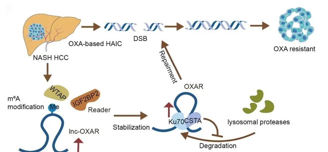 lncRNA研究进展盘点丨20240801期