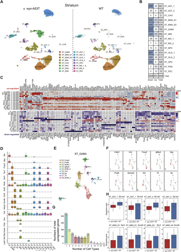 文献解读 | 帕金森病小鼠模型脑单细胞图谱