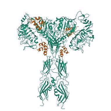 Recombinant Human DHRS4