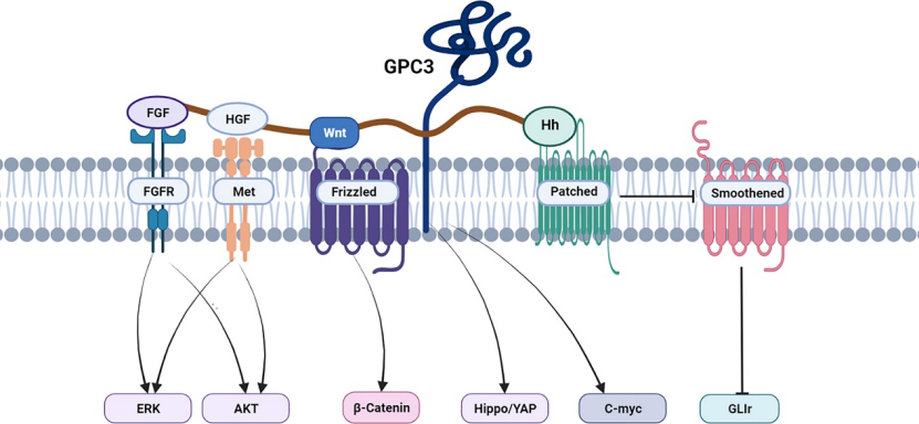 细说肝癌治疗潜力靶点--GPC3