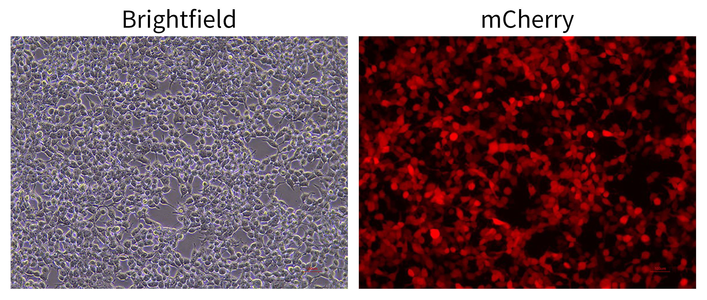 pCMV-N-HA-MCS-P2A-mCherry-Pur