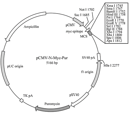 pCMV-N-Myc-Pur