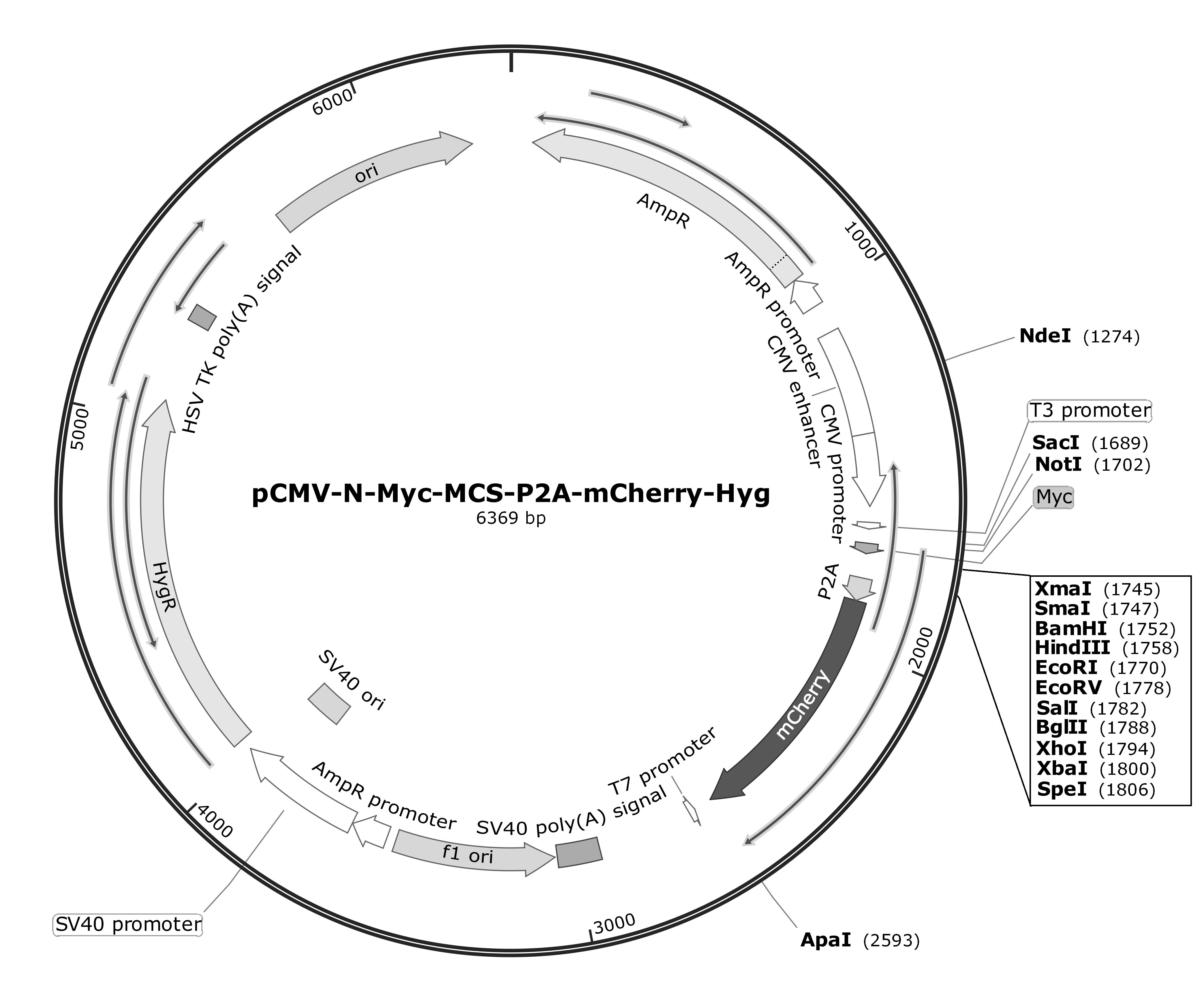 pCMV-N-Myc-MCS-P2A-mCherry-Hyg