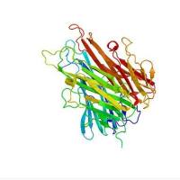 Recombinant Human FKBP51