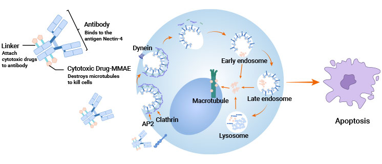 靶向Nectin-4的药物抑制肿瘤细胞的过程