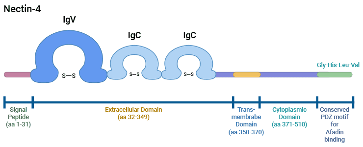 Nectin-4的结构
