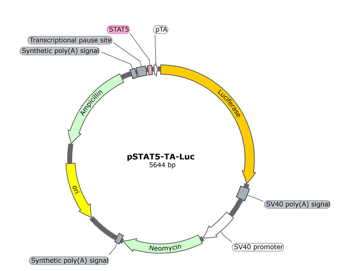 pSTAT5-TA-Luc (报告基因质粒)