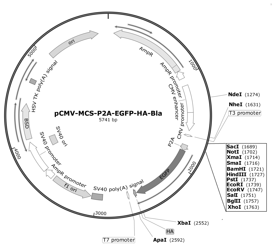 pCMV-MCS-P2A-EGFP-HA-Bla