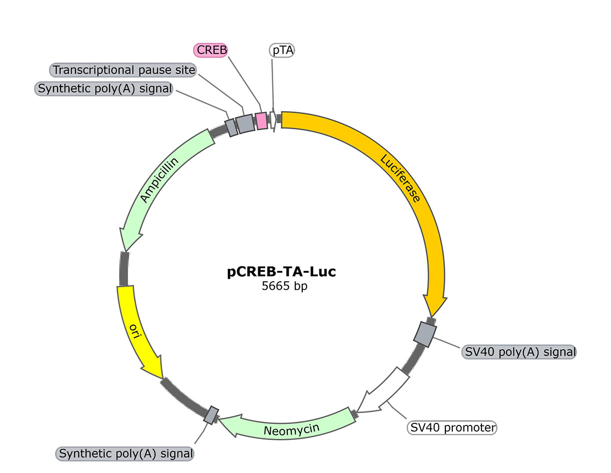 pCREB-TA-Luc (报告基因质粒)