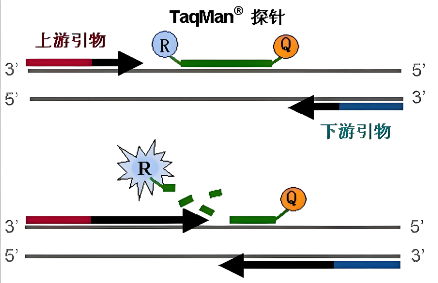 无论你是“E人”或是“I人”，今天我们都是“P人”