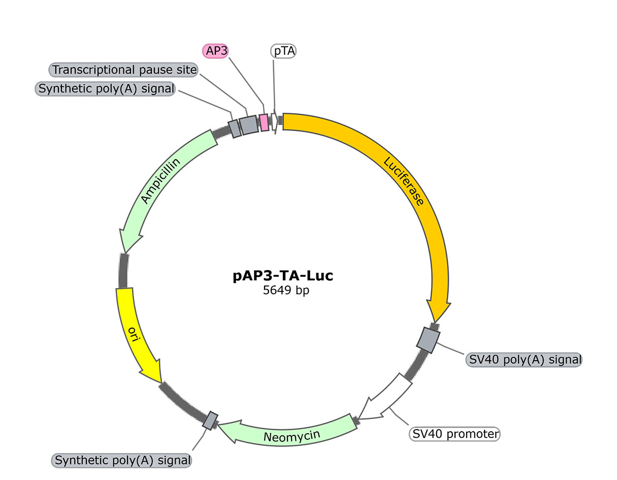 pAP3-TA-Luc (报告基因质粒)