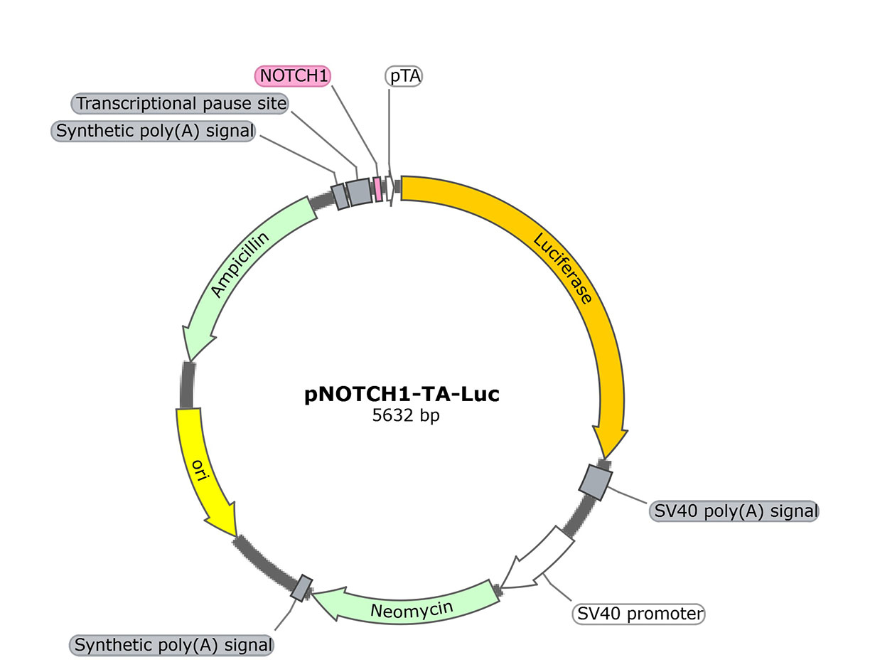pNOTCH1-TA-Luc (报告基因质粒)