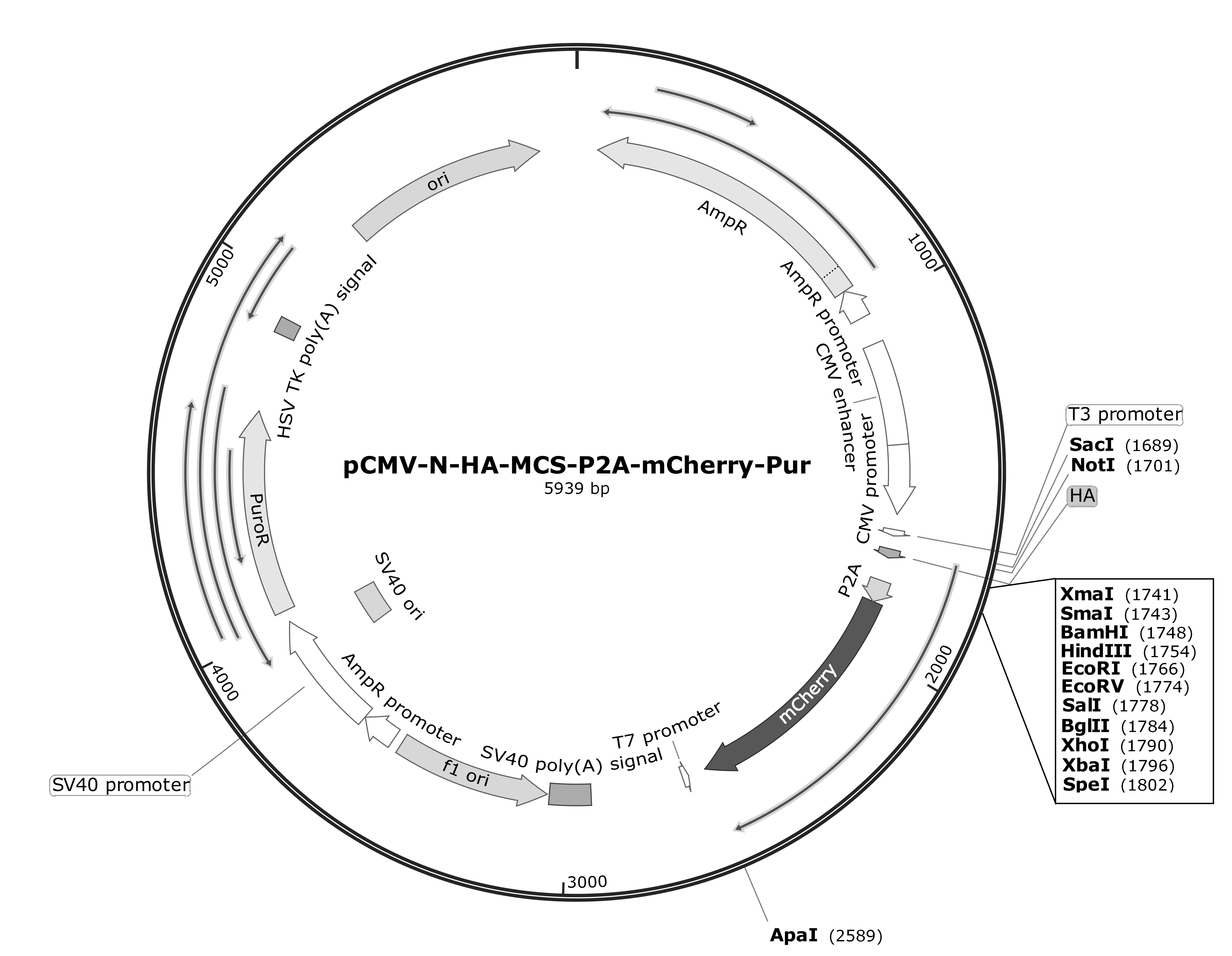 pCMV-N-HA-MCS-P2A-mCherry-Pur