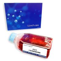 永生化小鼠角膜基质细胞