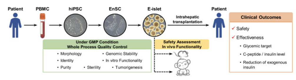 备份“青春”，冻存20年的干细胞如何逆转时光保高活？