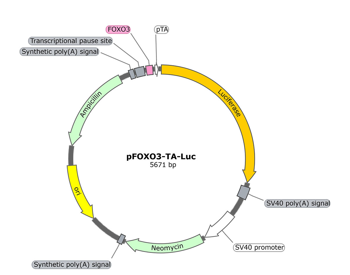 pFOXO3-TA-Luc (报告基因质粒)