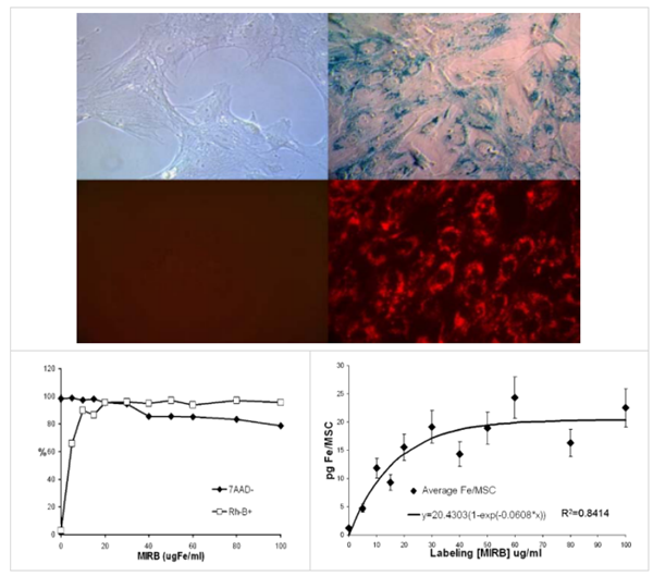 Molday ION罗丹明B荧光标记物正在促销中