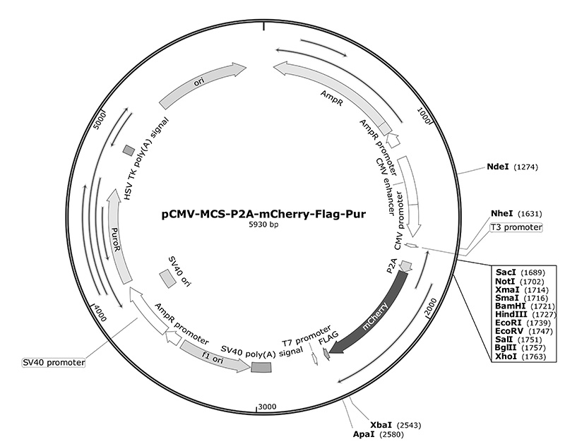 pCMV-MCS-P2A-mCherry-Flag-Pur