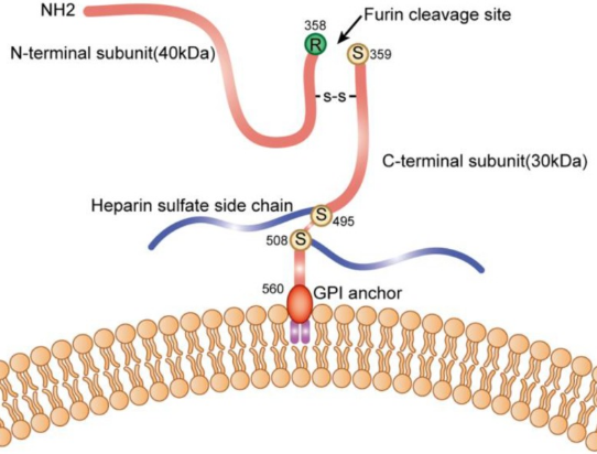 细说肝癌治疗潜力靶点--GPC3