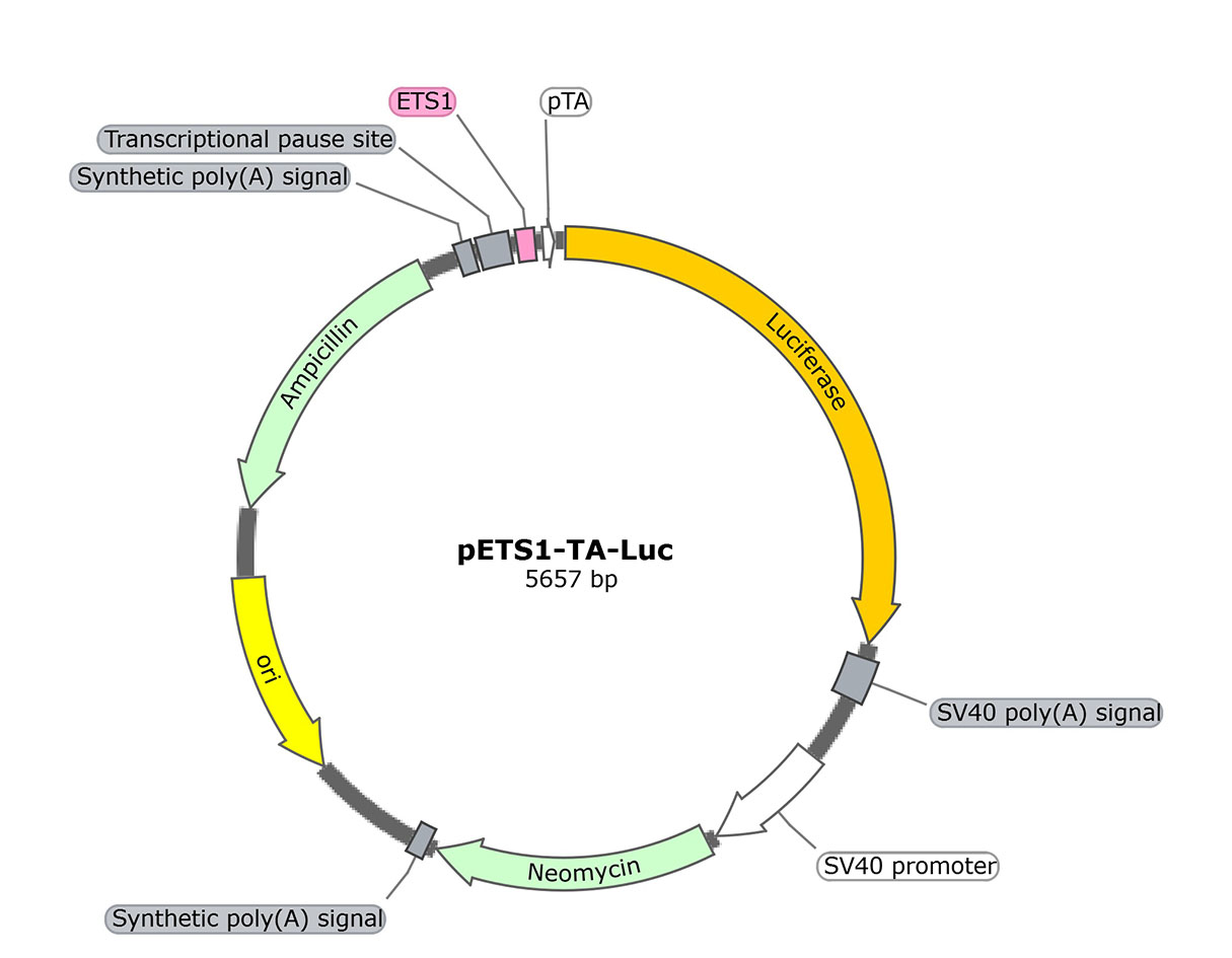 pETS1-TA-Luc (报告基因质粒)