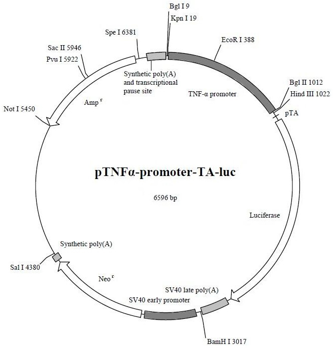 pTNF-α-promoter-TA-luc (报告基因质粒