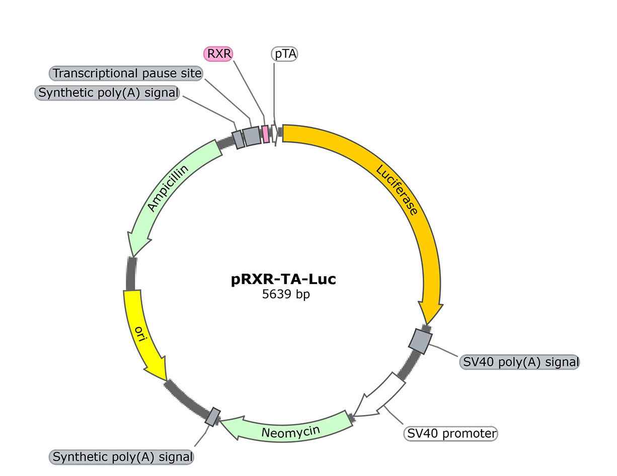pRXR-TA-Luc (报告基因质粒)