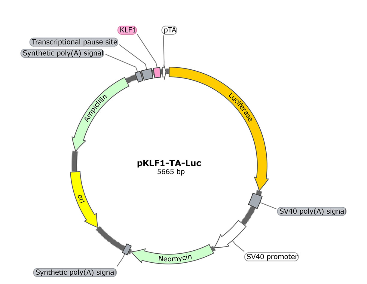 pKLF1-TA-Luc (报告基因质粒)
