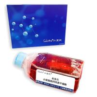 永生化小鼠脂肪间充质干细胞