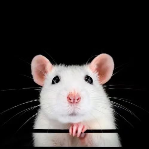 消化性溃疡动物模型