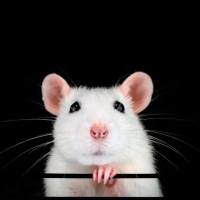 消化性溃疡动物模型