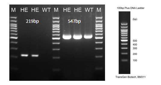 细说肝癌治疗潜力靶点--GPC3