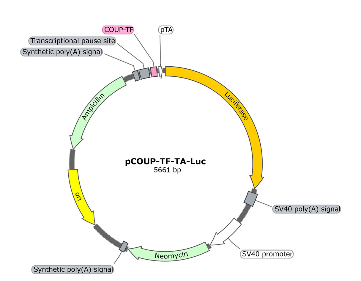 pCOUP-TF-TA-Luc (报告基因质粒)