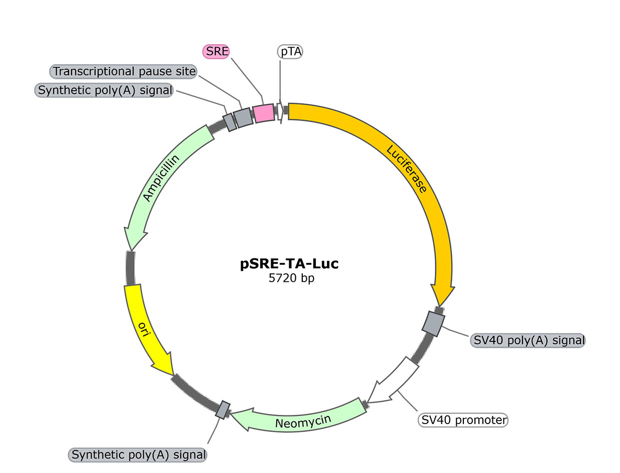 pSRE-TA-Luc (报告基因质粒)
