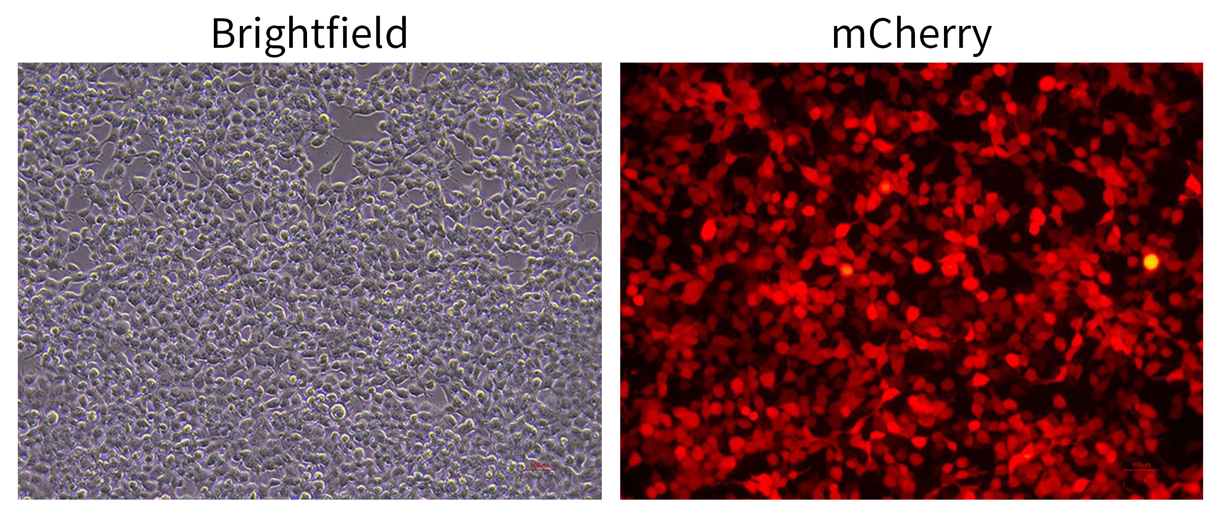 pCMV-N-Myc-MCS-P2A-mCherry-Hyg